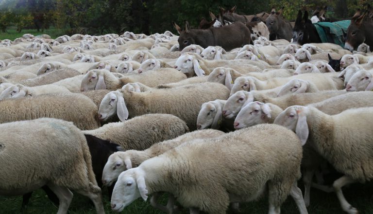 מנהלי שיווק דיגיטלי: אל תהיו עדר של גאנט
