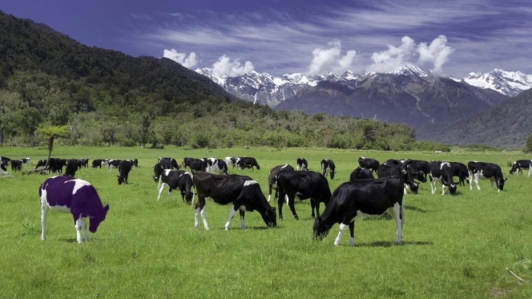 פרה סגולה של תוכן